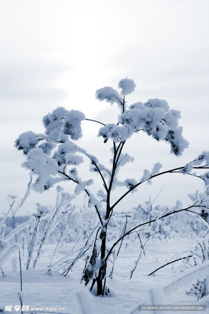 雪中树