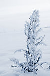 雪景