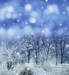 冬季雪景