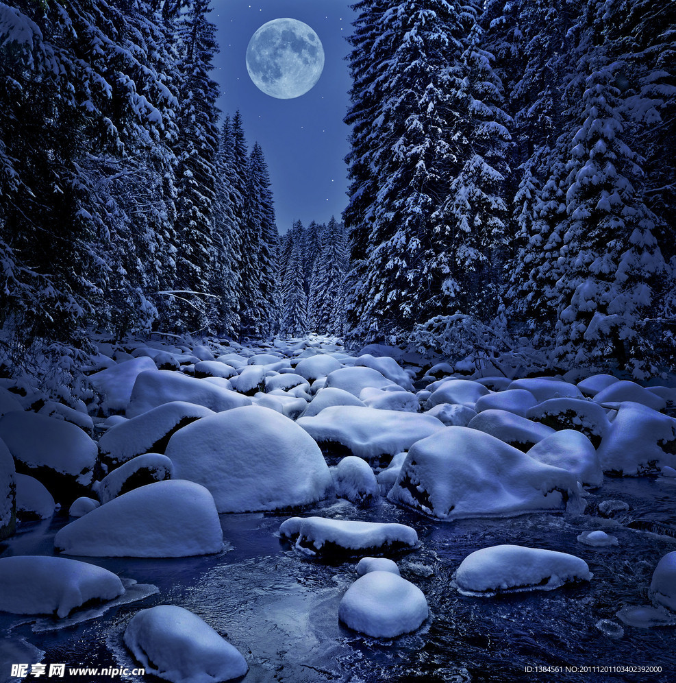 冬季夜景森林雪景