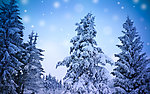 森林雪景