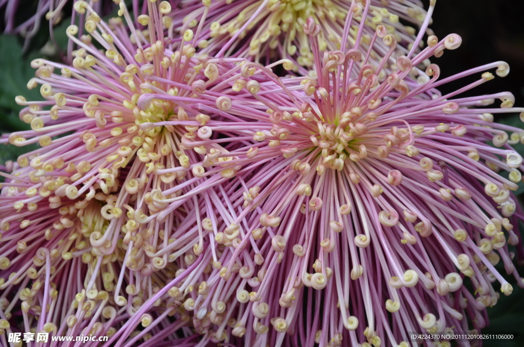 菊花