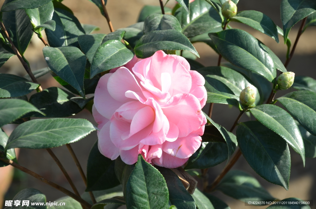 山茶花