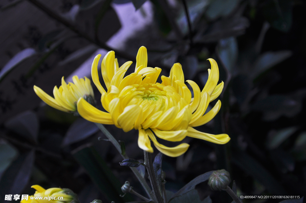 菊花