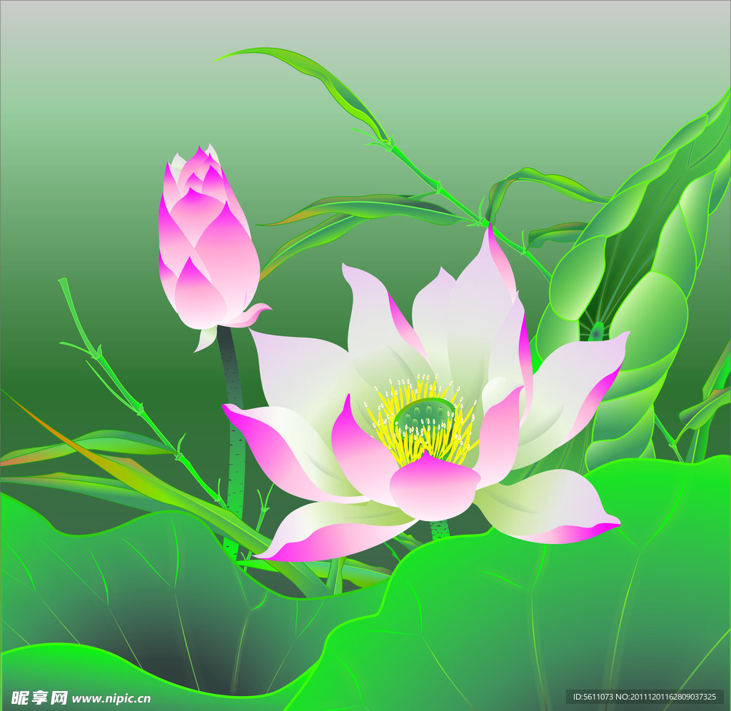 矢量荷花
