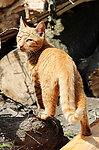 小猫
