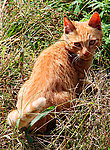 小猫