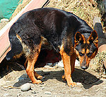 狼狗 土狗