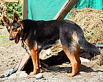 狼狗 土狗