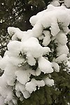 雪景 松树