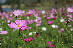 格桑花
