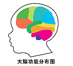 大脑功能分布图