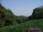 五云山 山茶