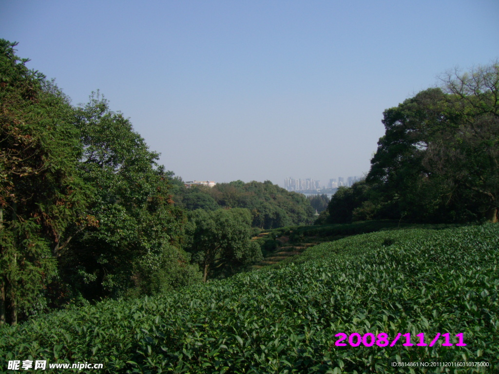 五云山 山茶