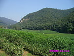 梅坞春早 茶叶