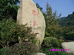 梅坞春早 梅家坞