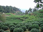 南高峰 茶树