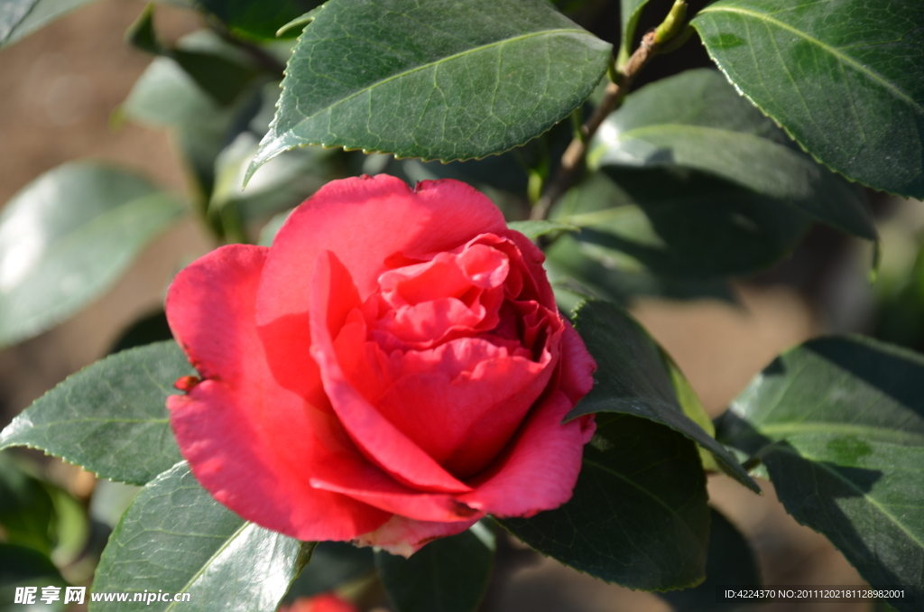 山茶花