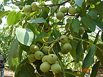 核桃树