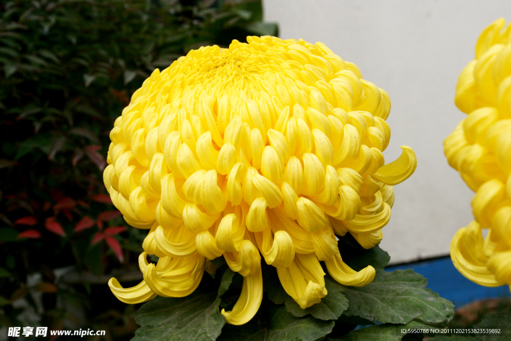 菊花