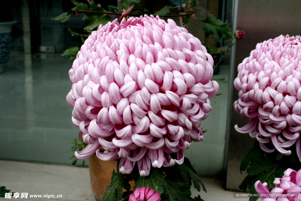 菊花