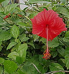 扶桑花