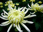白色菊花