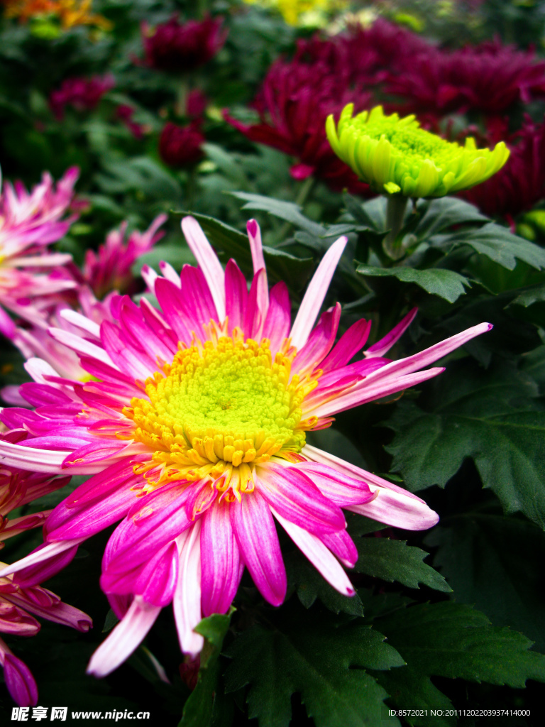 紫色菊花