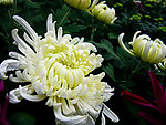 白色菊花