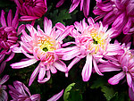 粉色菊花
