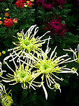 白色菊花