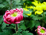粉色菊花