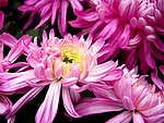 粉色菊花