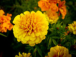 黄色菊花