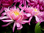 粉色菊花