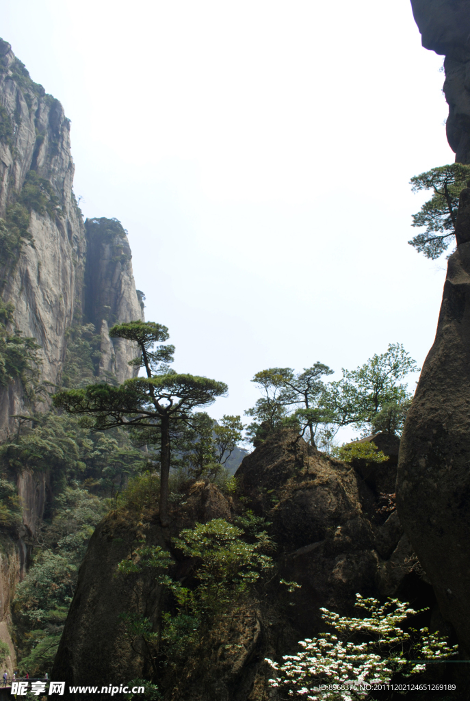 山上的松树