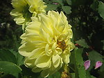 大丽菊