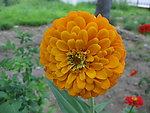 百日菊