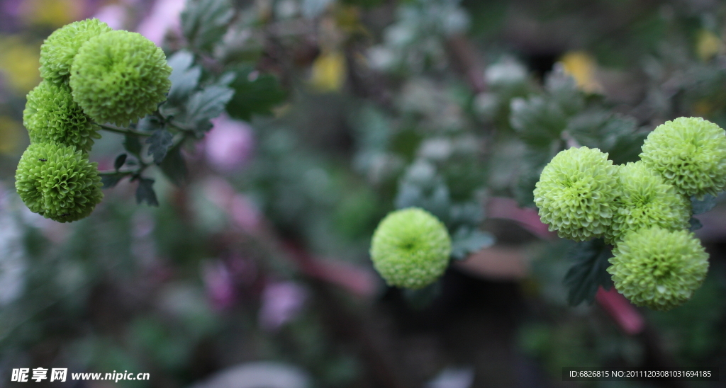 绿色菊花