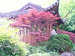 曲院风荷 亭