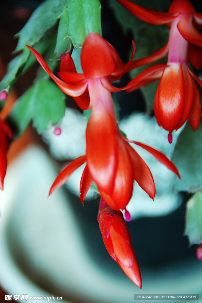 灯笼花