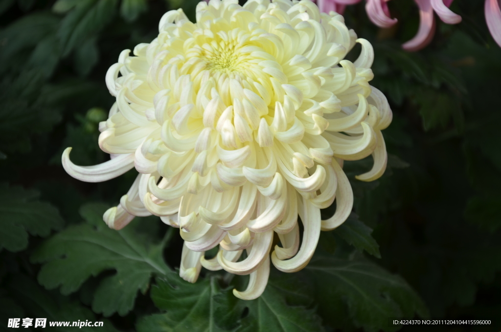 菊花