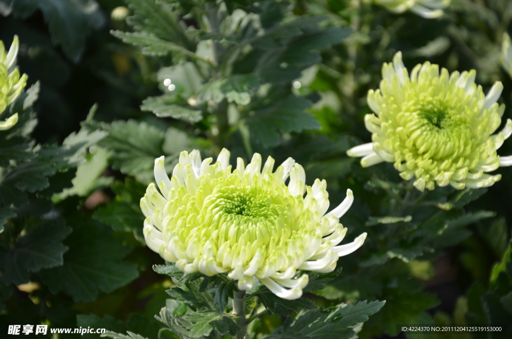 菊花
