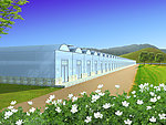 大棚蔬菜基地