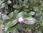 野生山茶花