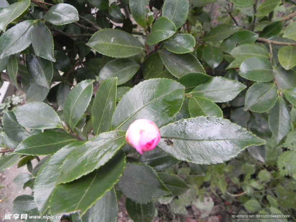 野生山茶花