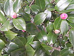 野生山茶花