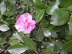 野生山茶花