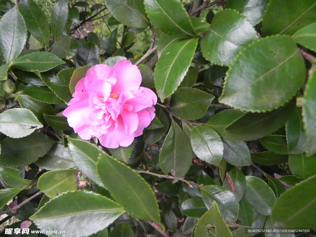 野生山茶花