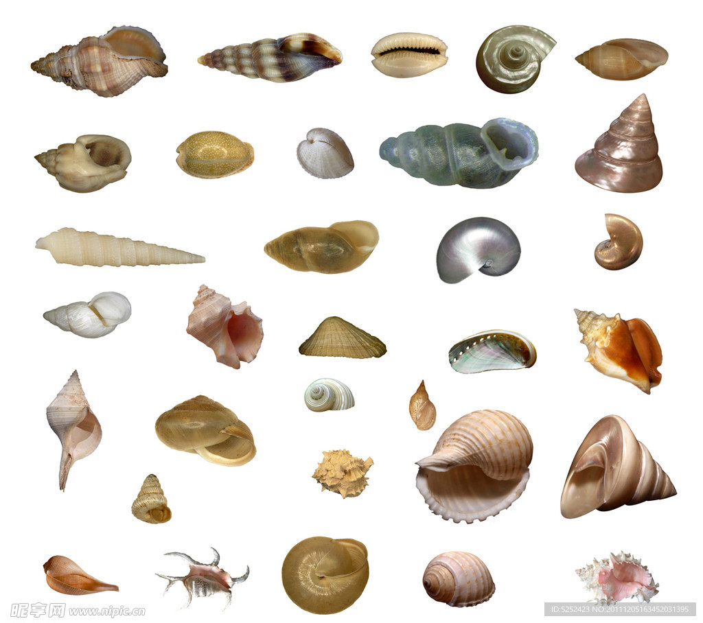 十大名贵海螺图片,海鲜贝壳种类大全,海螺种类及名称图片_大山谷图库